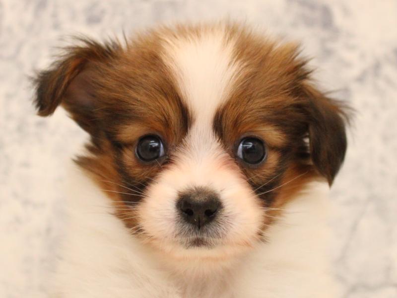 山形県のパピヨン (ワンラブイオンモール三川店/2025年10月19日生まれ/女の子/ホワイトブラウン)の子犬の1枚目の画像