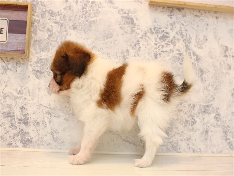 山形県のパピヨン (ワンラブイオンモール三川店/2025年10月19日生まれ/女の子/ホワイトブラウン)の子犬の3枚目の画像