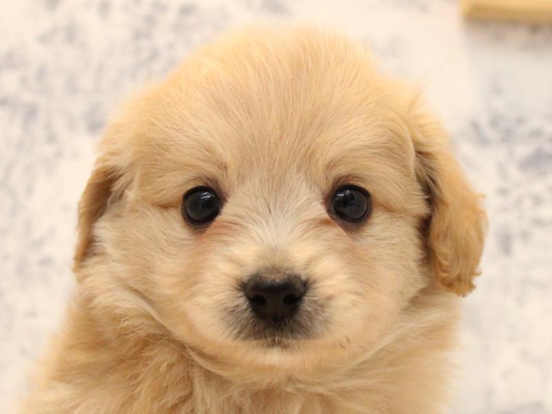 埼玉県のポメプー(ポメラニアン×プードル) (ワンラブ西武所沢ワルツ店/2025年10月19日生まれ/男の子/アプリコット)の子犬