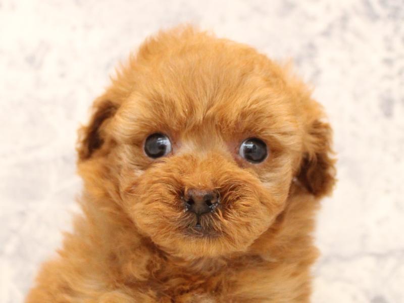 神奈川県のトイプードル(タイニー) (ワンラブららぽーと海老名店/2025年10月15日生まれ/男の子/アプリコット)の子犬の1枚目の画像