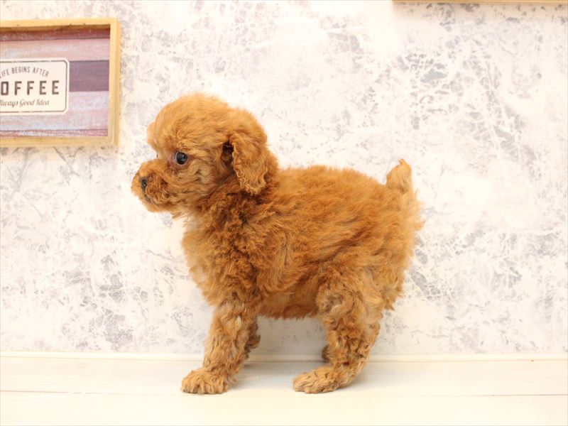 神奈川県のトイプードル(タイニー) (ワンラブららぽーと海老名店/2025年10月15日生まれ/男の子/アプリコット)の子犬の3枚目の画像