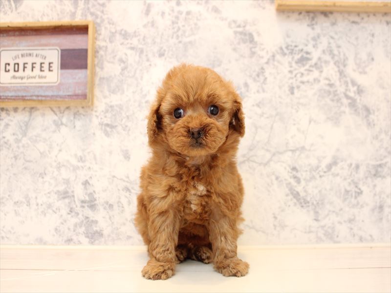 神奈川県のトイプードル(タイニー) (ワンラブららぽーと海老名店/2025年10月15日生まれ/男の子/アプリコット)の子犬の2枚目の画像