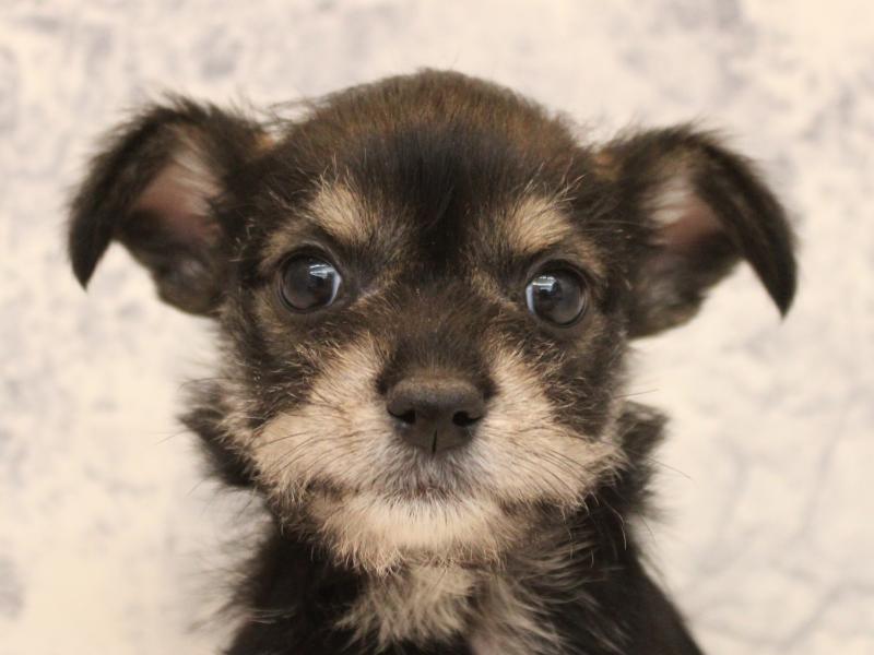 埼玉県のハーフ犬・ミックス犬 (ワンラブ埼玉寄居店/2025年10月8日生まれ/男の子/ブラックタンホワイト)の子犬の1枚目の画像