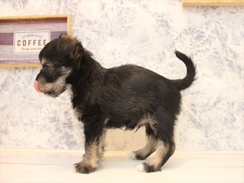 埼玉県のハーフ犬・ミックス犬 (ワンラブ埼玉寄居店/2025年10月8日生まれ/男の子/ブラックタンホワイト)の子犬の3枚目の画像