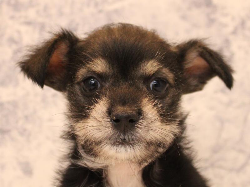 群馬県のハーフ犬・ミックス犬 (ワンラブスマーク伊勢崎店/2025年10月8日生まれ/男の子/ブラックタンホワイト)の子犬の1枚目の画像