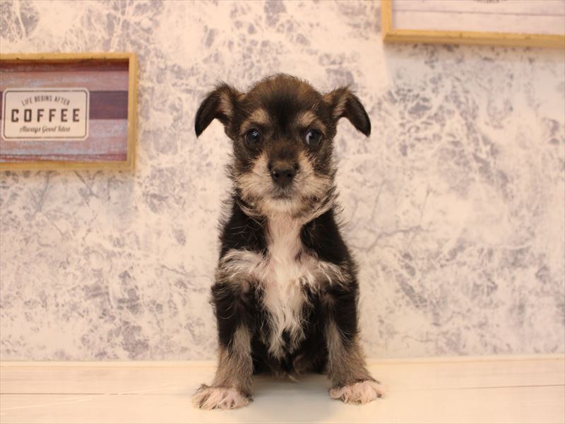 群馬県のハーフ犬・ミックス犬 (ワンラブスマーク伊勢崎店/2025年10月8日生まれ/男の子/ブラックタンホワイト)の子犬の2枚目の画像