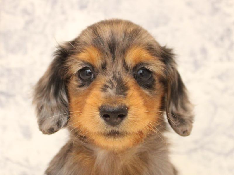 埼玉県のミニチュアダックスフンド(ロング) (ワンラブ埼玉寄居店/2025年10月16日生まれ/男の子/シルバーダップル)の子犬の1枚目の画像