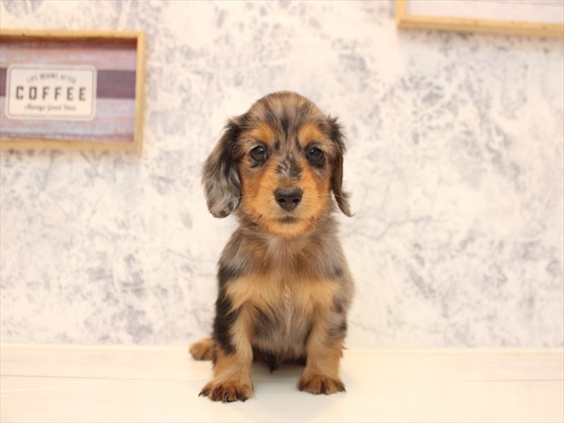 埼玉県のミニチュアダックスフンド(ロング) (ワンラブ埼玉寄居店/2025年10月16日生まれ/男の子/シルバーダップル)の子犬の3枚目の画像