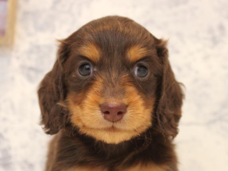 埼玉県のミニチュアダックスフンド(ロング) (ワンラブアリオ川口店/2025年10月18日生まれ/女の子/チョコレートタン)の子犬