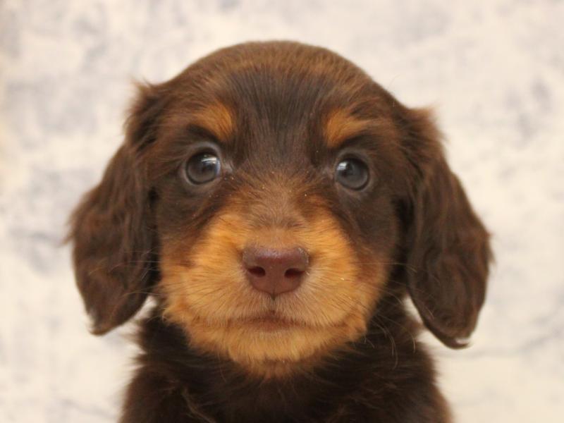 熊本県のミニチュアダックスフンド(ロング) (ワンラブゆめタウン光の森店/2025年10月18日生まれ/女の子/チョコレートタン)の子犬の1枚目の画像