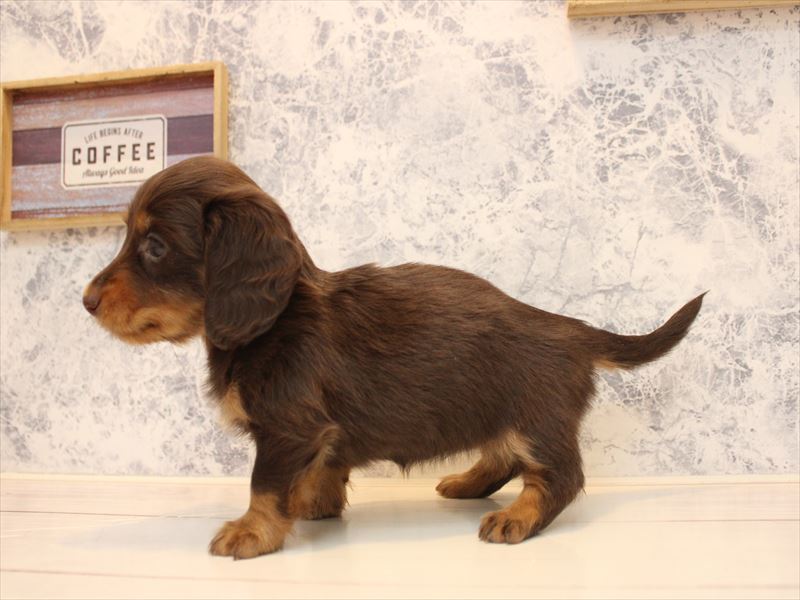 熊本県のミニチュアダックスフンド(ロング) (ワンラブゆめタウン光の森店/2025年10月18日生まれ/女の子/チョコレートタン)の子犬の3枚目の画像