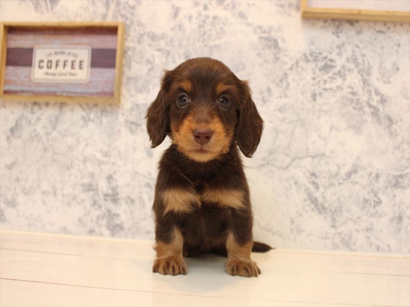熊本県のミニチュアダックスフンド(ロング) (ワンラブゆめタウン光の森店/2025年10月18日生まれ/女の子/チョコレートタン)の子犬の2枚目の画像