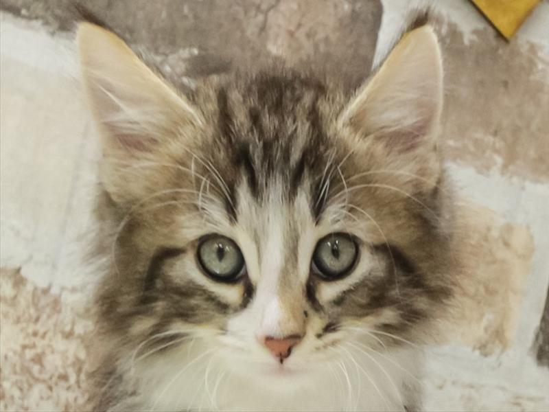 香川県のノルウェージャンフォレストキャット (ワンラブゆめタウン三豊店/2025年10月21日生まれ/男の子/ブラウンタビーホワイト)の子猫