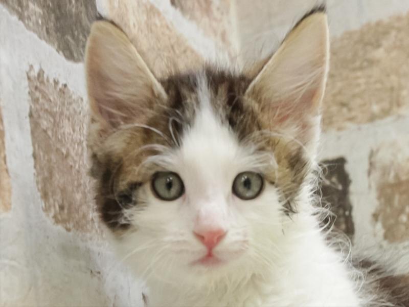 石川県のノルウェージャンフォレストキャット (ワンラブイオンタウン金沢示野店/2025年10月21日生まれ/女の子/ブラウンタビーホワイト)の子猫の1枚目の画像