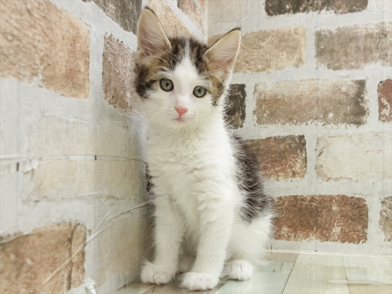 石川県のノルウェージャンフォレストキャット (ワンラブイオンタウン金沢示野店/2025年10月21日生まれ/女の子/ブラウンタビーホワイト)の子猫の3枚目の画像