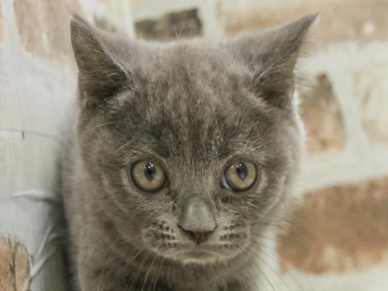 滋賀県のブリティッシュショートヘアー (ワンラブピエリ守山店/2025年10月21日生まれ/男の子/ブルー)の子猫の1枚目の画像