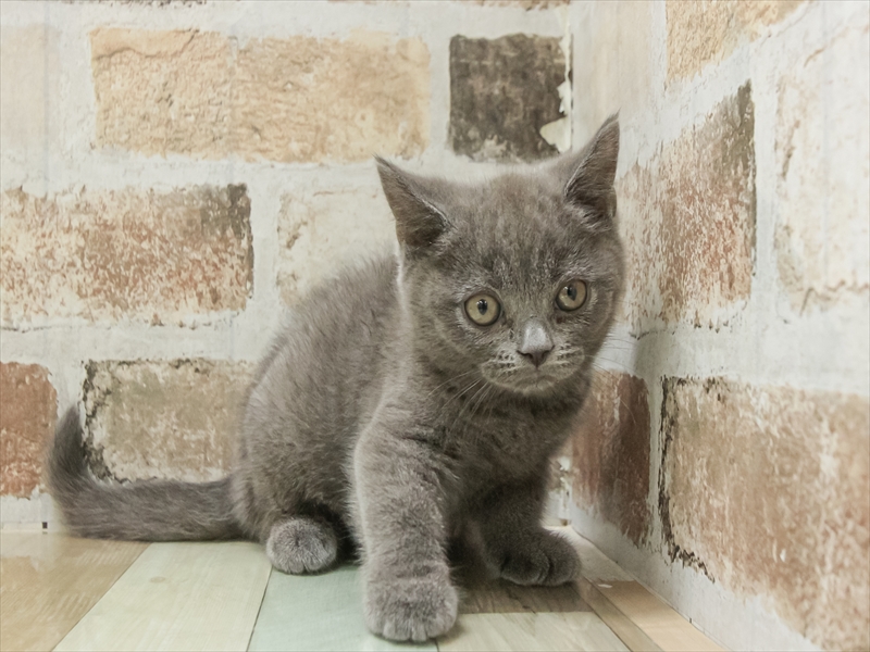 滋賀県のブリティッシュショートヘアー (ワンラブピエリ守山店/2025年10月21日生まれ/男の子/ブルー)の子猫の3枚目の画像