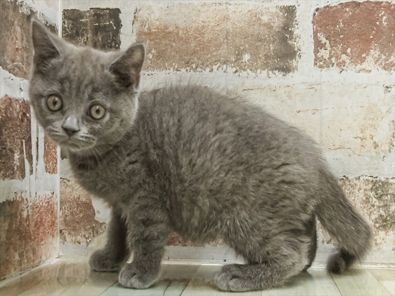 滋賀県のブリティッシュショートヘアー (ワンラブピエリ守山店/2025年10月21日生まれ/男の子/ブルー)の子猫の2枚目の画像