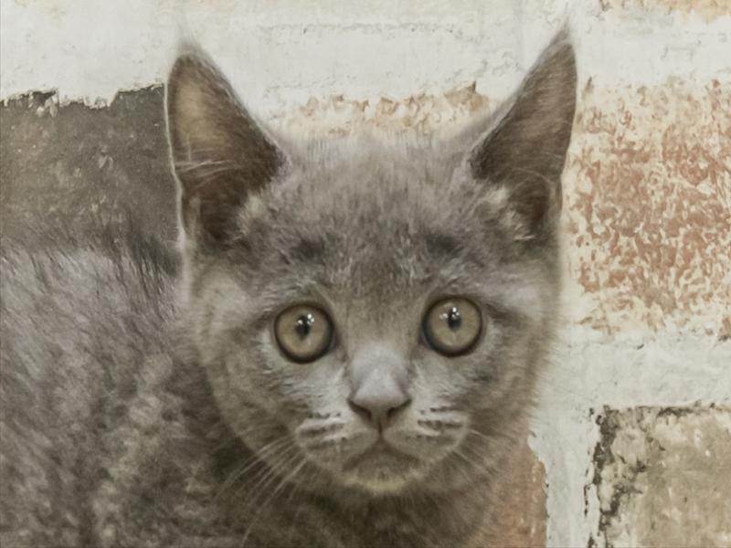 愛知県のブリティッシュショートヘアー (ワンラブイオンモール常滑店/2025年10月21日生まれ/女の子/ブルー)の子猫の1枚目の画像