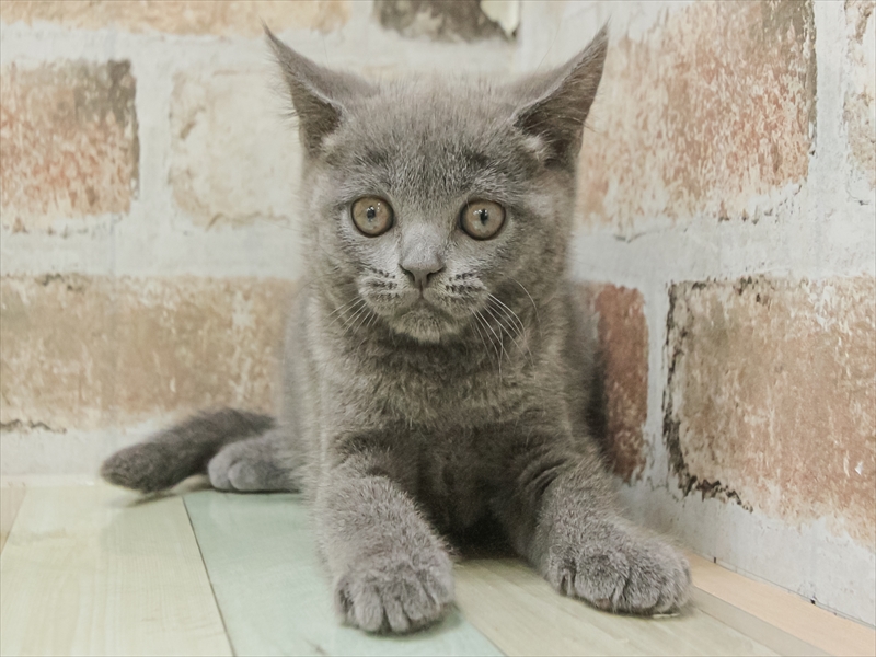 愛知県のブリティッシュショートヘアー (ワンラブイオンモール常滑店/2025年10月21日生まれ/女の子/ブルー)の子猫の3枚目の画像