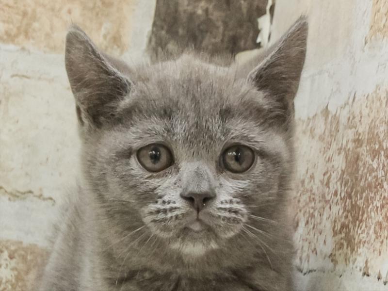 愛知県のブリティッシュショートヘアー (ワンラブカインズ名古屋守山店/2025年10月21日生まれ/女の子/ブルー)の子猫の1枚目の画像