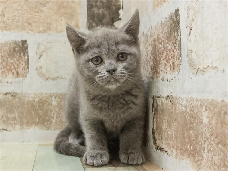 愛知県のブリティッシュショートヘアー (ワンラブカインズ名古屋守山店/2025年10月21日生まれ/女の子/ブルー)の子猫の3枚目の画像