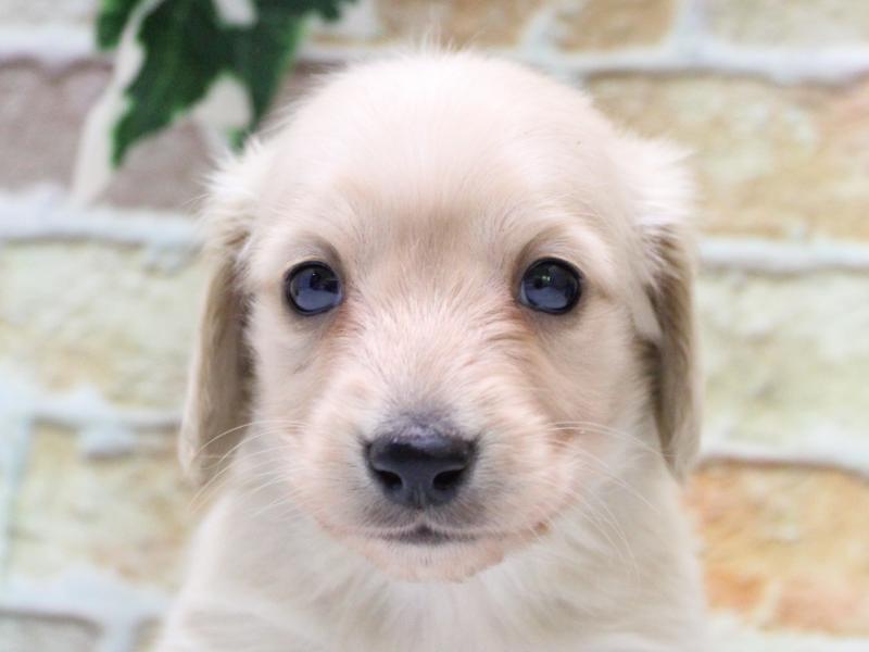 埼玉県のミニチュアダックスフンド(ロング) (ワンラブ埼玉寄居店/2025年10月20日生まれ/男の子/イエロー)の子犬の1枚目の画像