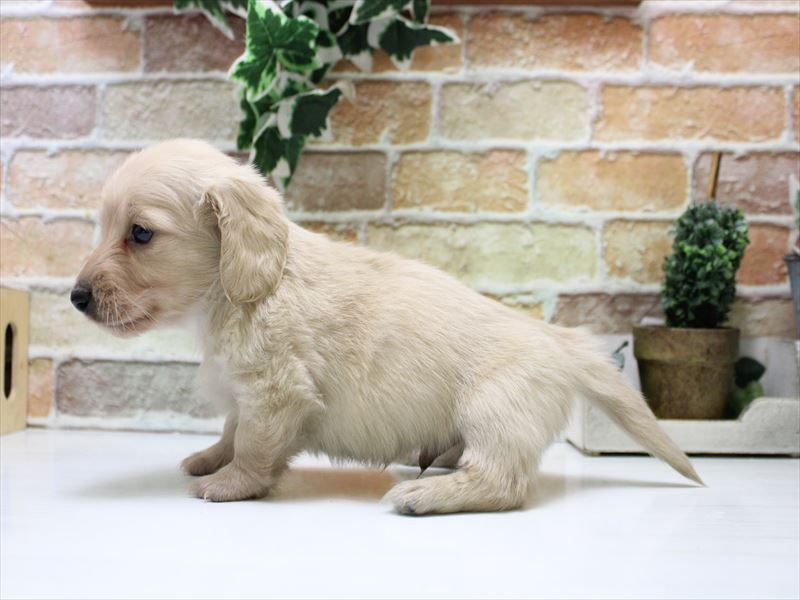 埼玉県のミニチュアダックスフンド(ロング) (ワンラブ埼玉寄居店/2025年10月20日生まれ/男の子/イエロー)の子犬の3枚目の画像