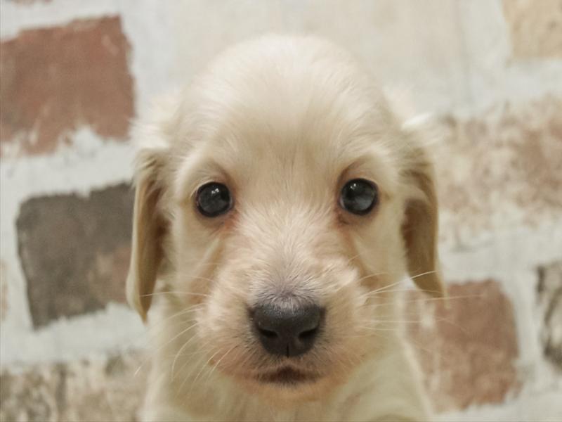 香川県のミニチュアダックスフンド(ロング) (ワンラブゆめタウン三豊店/2025年10月20日生まれ/女の子/イエロー)の子犬の1枚目の画像