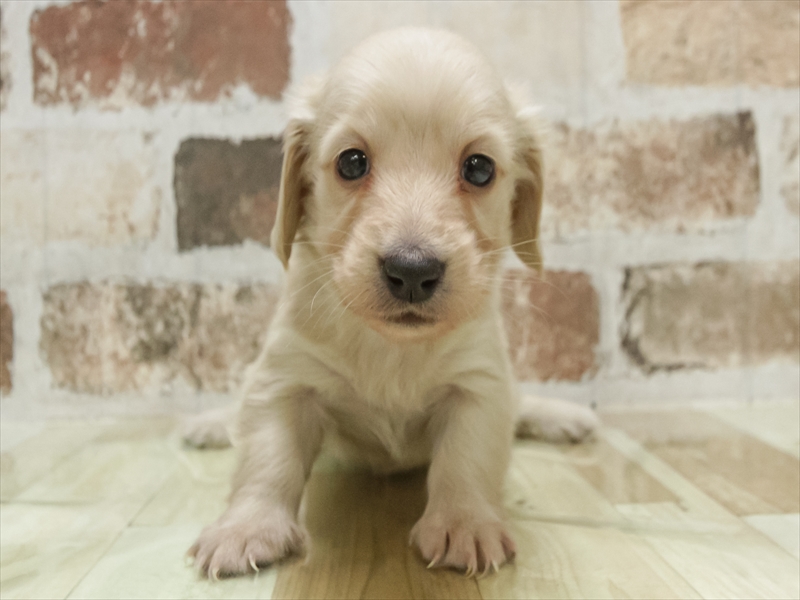 香川県のミニチュアダックスフンド(ロング) (ワンラブゆめタウン三豊店/2025年10月20日生まれ/女の子/イエロー)の子犬の3枚目の画像