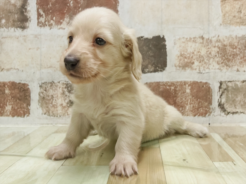 香川県のミニチュアダックスフンド(ロング) (ワンラブゆめタウン三豊店/2025年10月20日生まれ/女の子/イエロー)の子犬の2枚目の画像