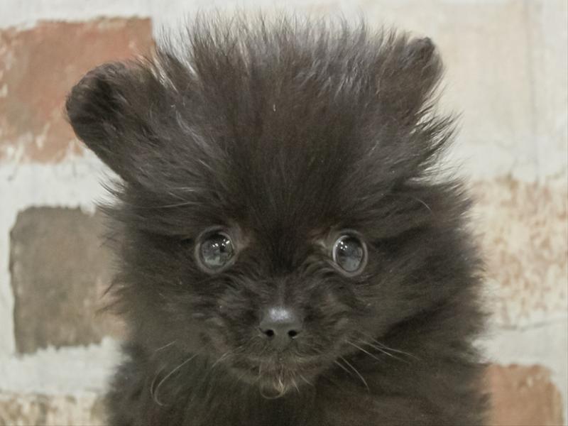 滋賀県のポメラニアン (ワンラブコーナン イオン長浜店/2025年10月19日生まれ/女の子/ブラック)の子犬