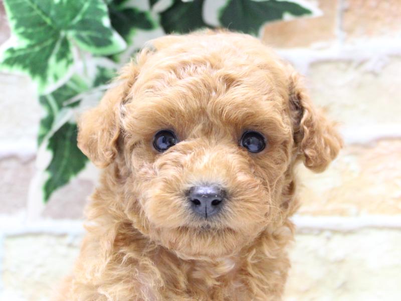 鳥取県のトイプードル(トイ) (ワンラブカインズ鳥取店/2025年10月21日生まれ/男の子/レッド)の子犬の1枚目の画像