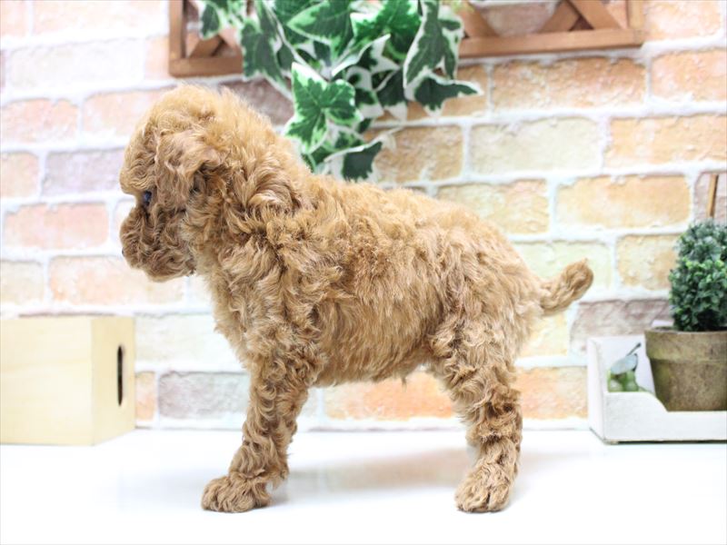 鳥取県のトイプードル(トイ) (ワンラブカインズ鳥取店/2025年10月21日生まれ/男の子/レッド)の子犬の3枚目の画像