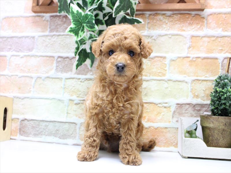 鳥取県のトイプードル(トイ) (ワンラブカインズ鳥取店/2025年10月21日生まれ/男の子/レッド)の子犬の2枚目の画像