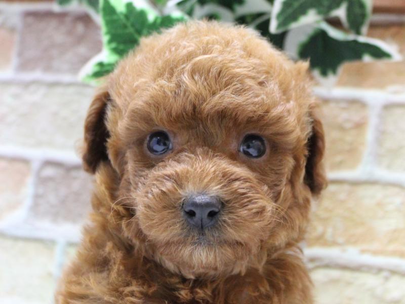 埼玉県のトイプードル(トイ) (ワンラブ埼玉寄居店/2025年10月21日生まれ/男の子/レッド)の子犬の1枚目の画像