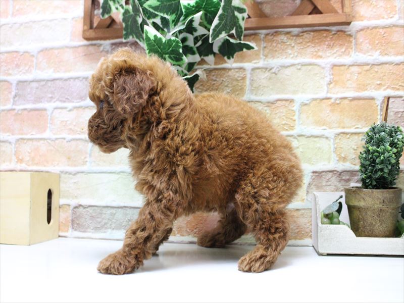 埼玉県のトイプードル(トイ) (ワンラブ埼玉寄居店/2025年10月21日生まれ/男の子/レッド)の子犬の3枚目の画像