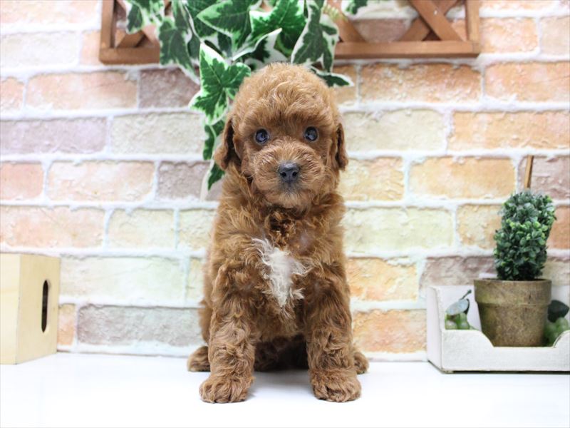 埼玉県のトイプードル(トイ) (ワンラブ埼玉寄居店/2025年10月21日生まれ/男の子/レッド)の子犬の2枚目の画像