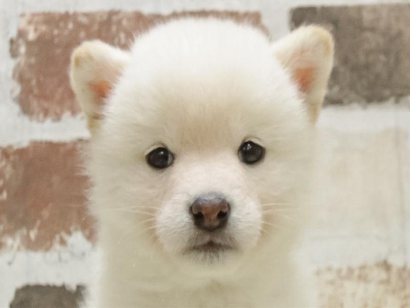 愛知県の柴犬(標準サイズ) (ワンラブ名古屋守山インター総本店/2025年10月20日生まれ/男の子/白)の子犬の1枚目の画像