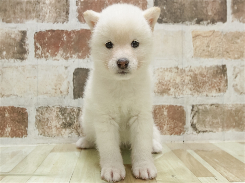 愛知県の柴犬(標準サイズ) (ワンラブ名古屋守山インター総本店/2025年10月20日生まれ/男の子/白)の子犬の3枚目の画像