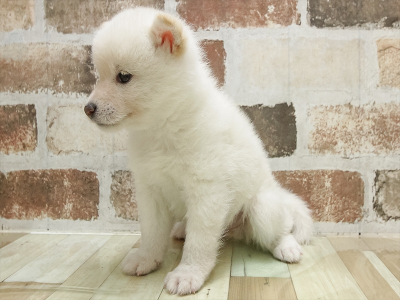 愛知県の柴犬(標準サイズ) (ワンラブ名古屋守山インター総本店/2025年10月20日生まれ/男の子/白)の子犬の2枚目の画像