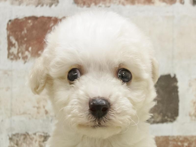 香川県のビションフリーゼ (ワンラブゆめタウン三豊店/2025年10月20日生まれ/男の子/ホワイト)の子犬