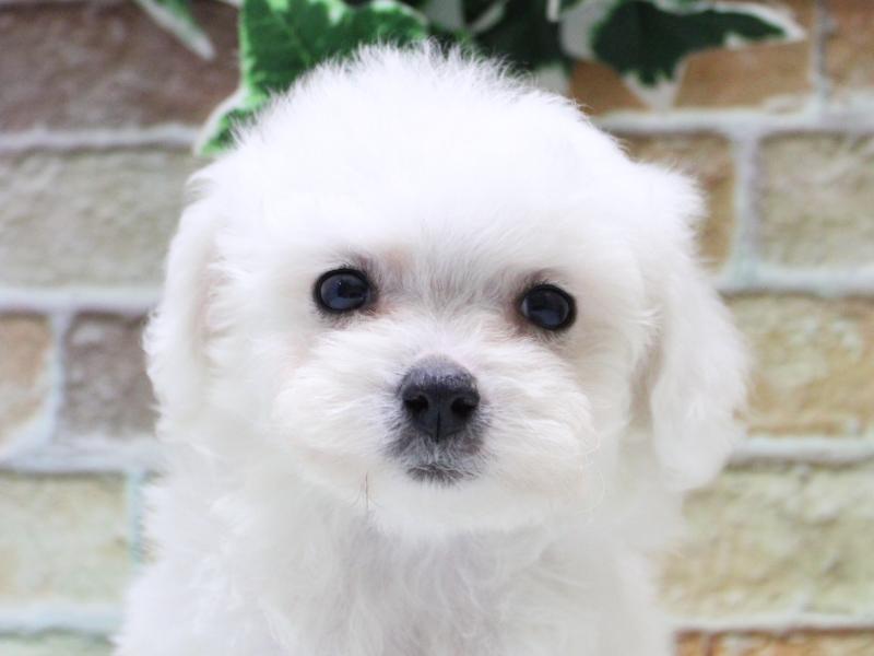 神奈川県のビションフリーゼ (ワンラブららぽーと海老名店/2025年10月20日生まれ/男の子/ホワイト)の子犬の1枚目の画像