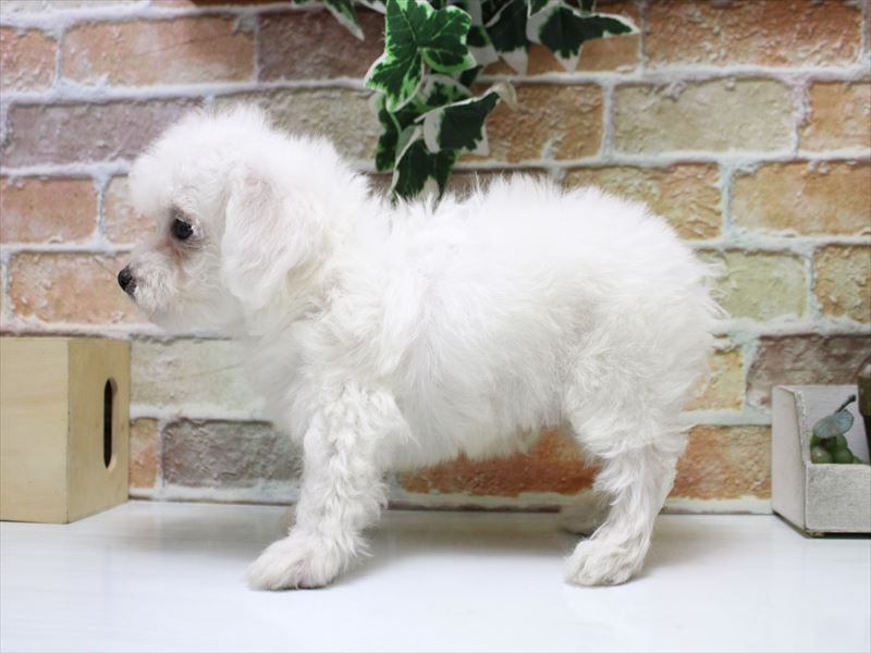 神奈川県のビションフリーゼ (ワンラブららぽーと海老名店/2025年10月20日生まれ/男の子/ホワイト)の子犬の3枚目の画像