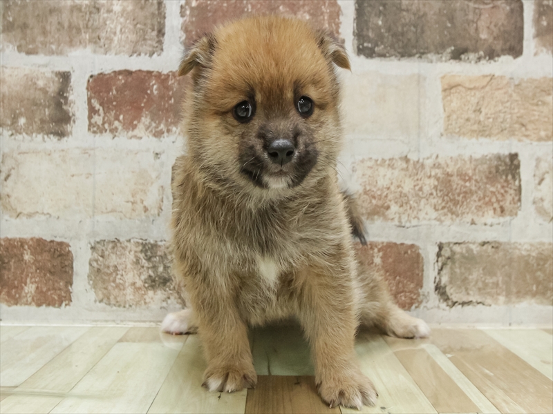 愛知県のポメ柴/豆ポメ/ポメ豆柴(ポメラニアン×柴犬) (ワンラブ名古屋守山インター総本店/2025年10月20日生まれ/男の子/ブラウン)の子犬の3枚目の画像