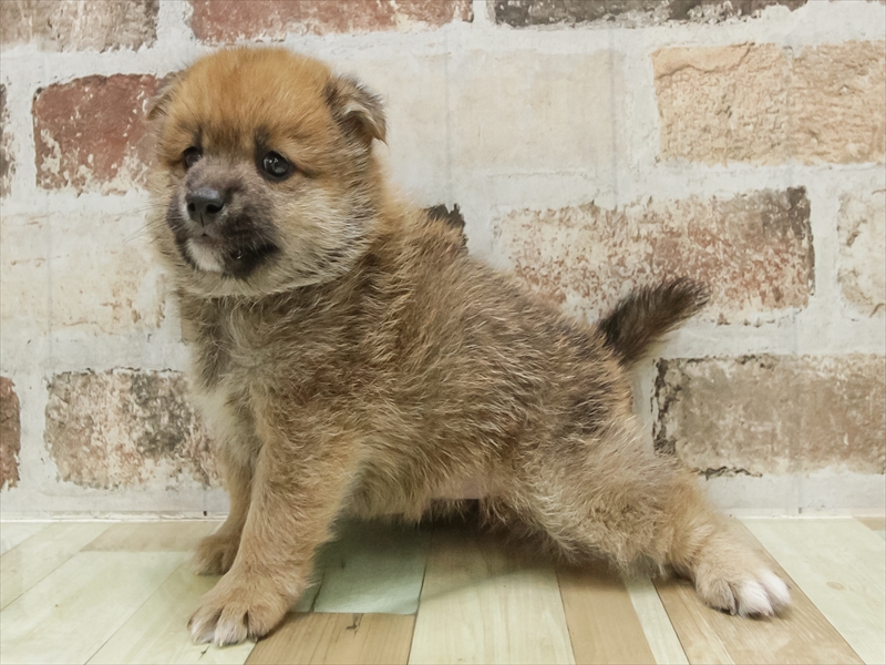 愛知県のポメ柴/豆ポメ/ポメ豆柴(ポメラニアン×柴犬) (ワンラブ名古屋守山インター総本店/2025年10月20日生まれ/男の子/ブラウン)の子犬の2枚目の画像
