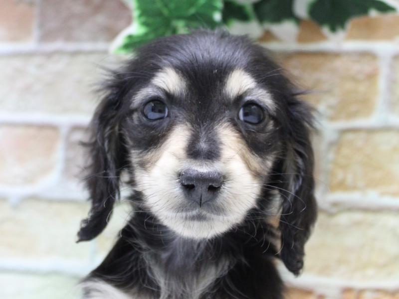 神奈川県のミニチュアダックスフンド(ロング) (ワンラブららぽーと海老名店/2025年10月9日生まれ/女の子/ブラックタン)の子犬の1枚目の画像