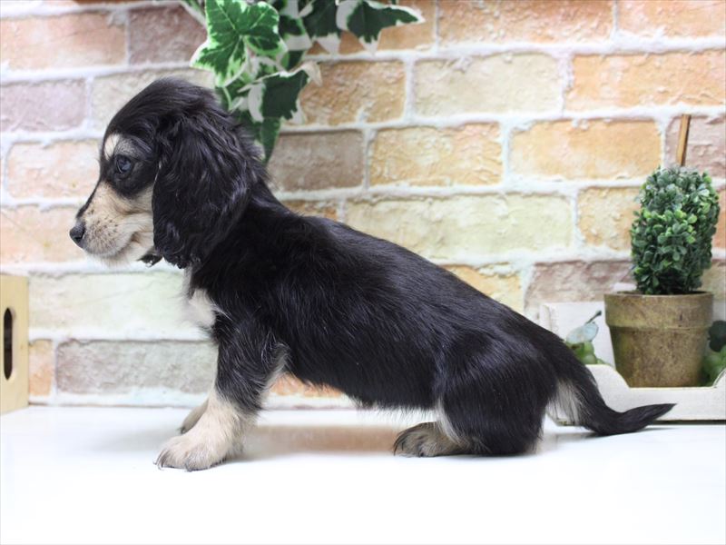 神奈川県のミニチュアダックスフンド(ロング) (ワンラブららぽーと海老名店/2025年10月9日生まれ/女の子/ブラックタン)の子犬の3枚目の画像