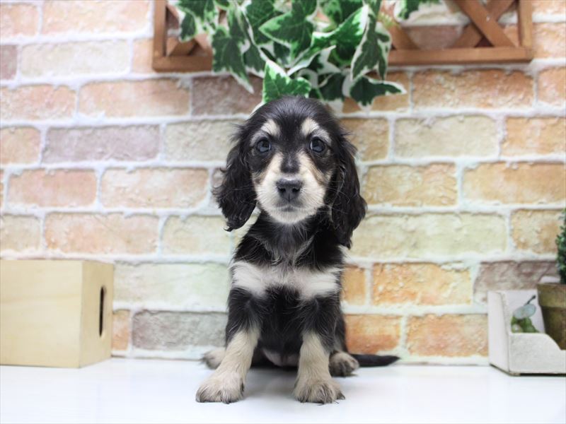 神奈川県のミニチュアダックスフンド(ロング) (ワンラブららぽーと海老名店/2025年10月9日生まれ/女の子/ブラックタン)の子犬の2枚目の画像