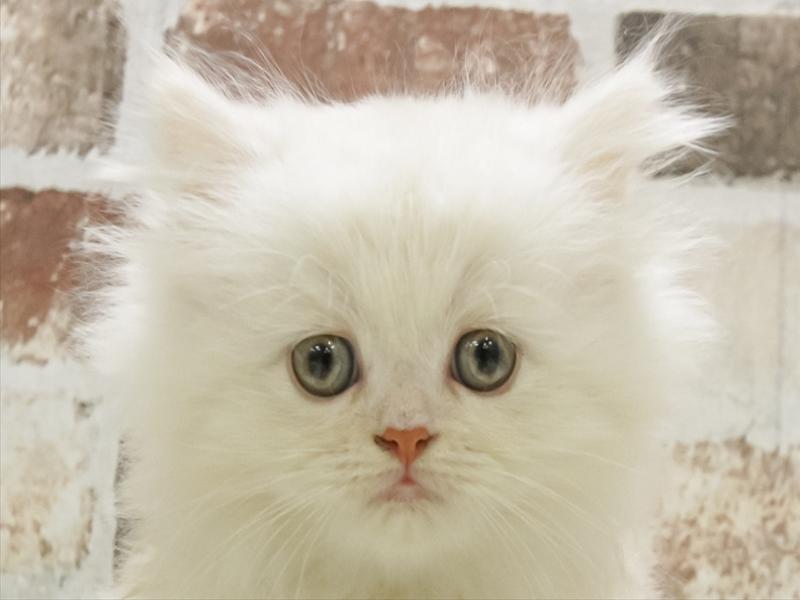 愛知県のミヌエット (ワンラブ豊橋豊川線通り店/2025年10月16日生まれ/男の子/カメオ)の子猫の1枚目の画像